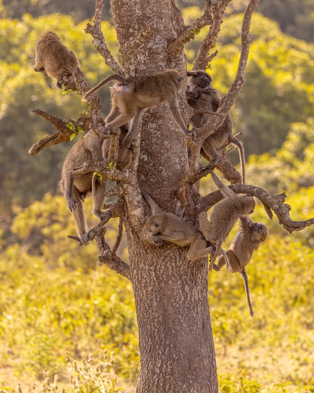 _C0A5598 - Olive Baboons Monkeying Around.jpg