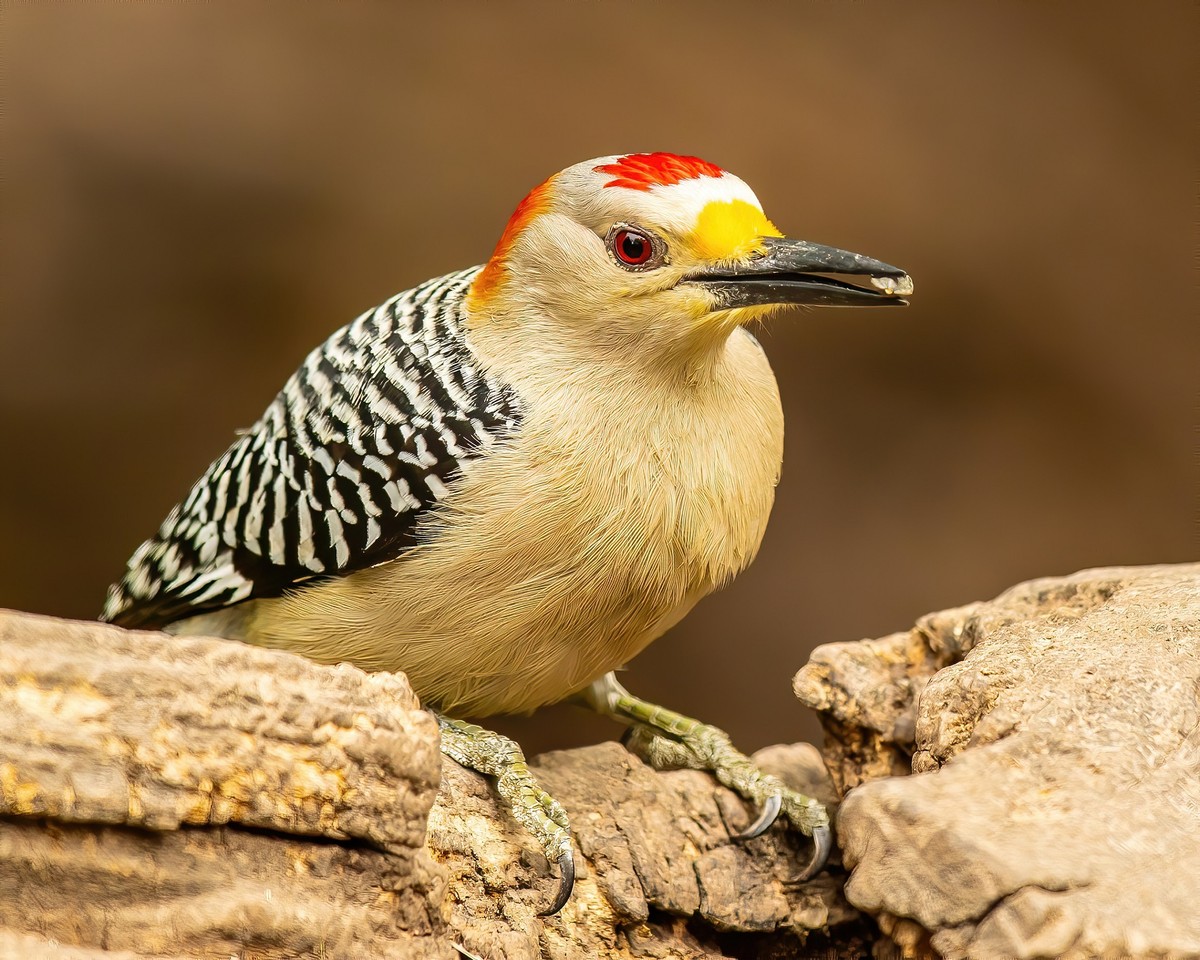 Golden-Fronted Woodpecker - Copy-denoise-sharpen-sharpen.jpg