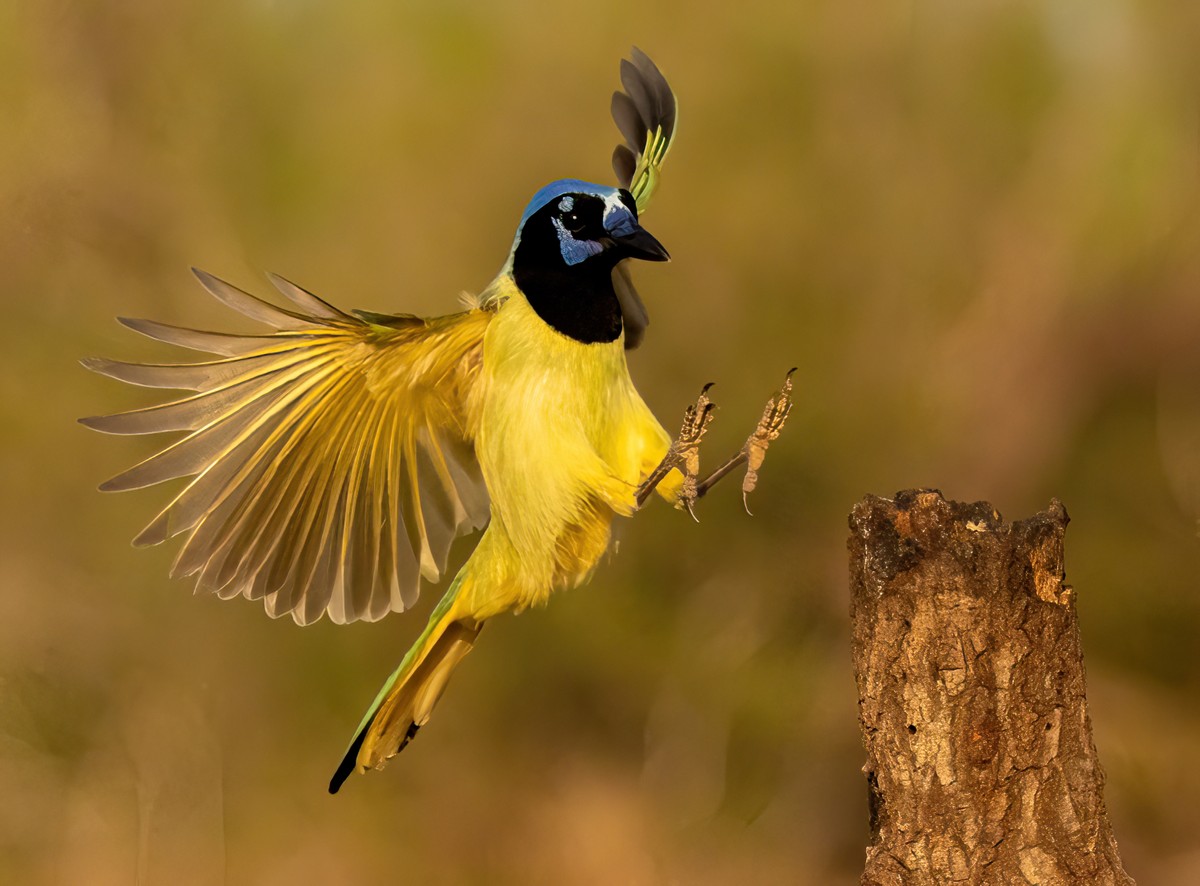 _J7A8393 - Copy (2)-SharpenAI-Focus - Copy.jpg