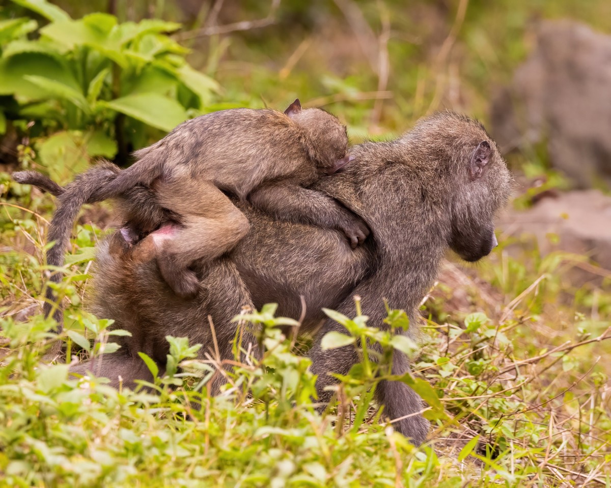 _C0A4972 - Momma Olive Baboon with baby.jpg