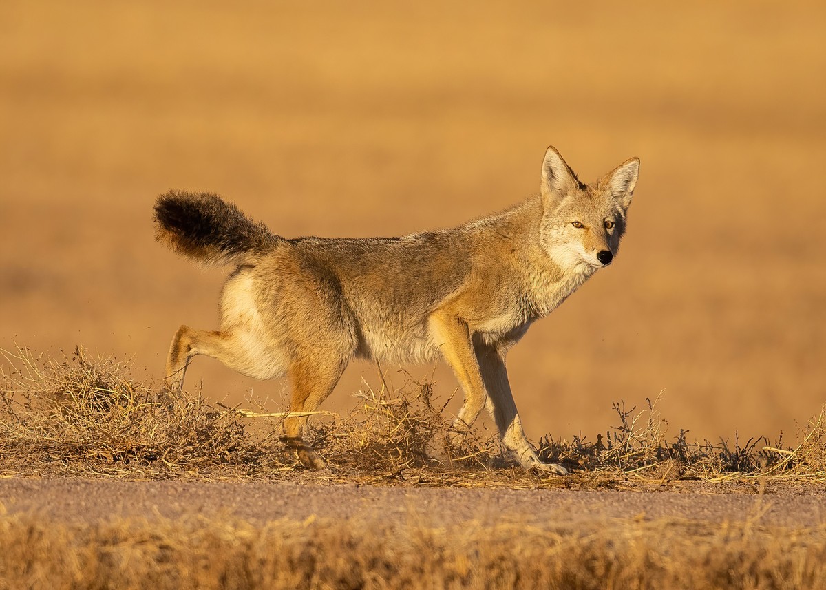 _MGL4782 - Coyote kicking up dust - s.jpg