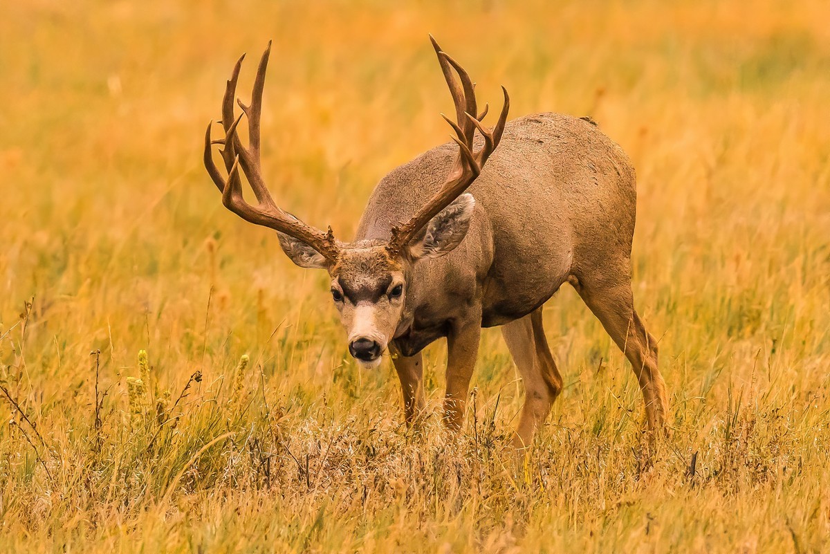 Trophy Mule Deer Buck-2-sharpen-sharpen.jpg