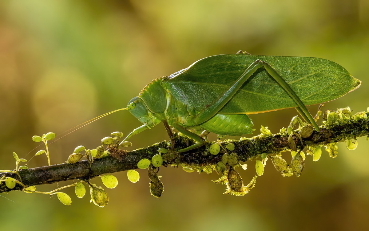 Katydid Walking on Branch in Costa Rica.jpg