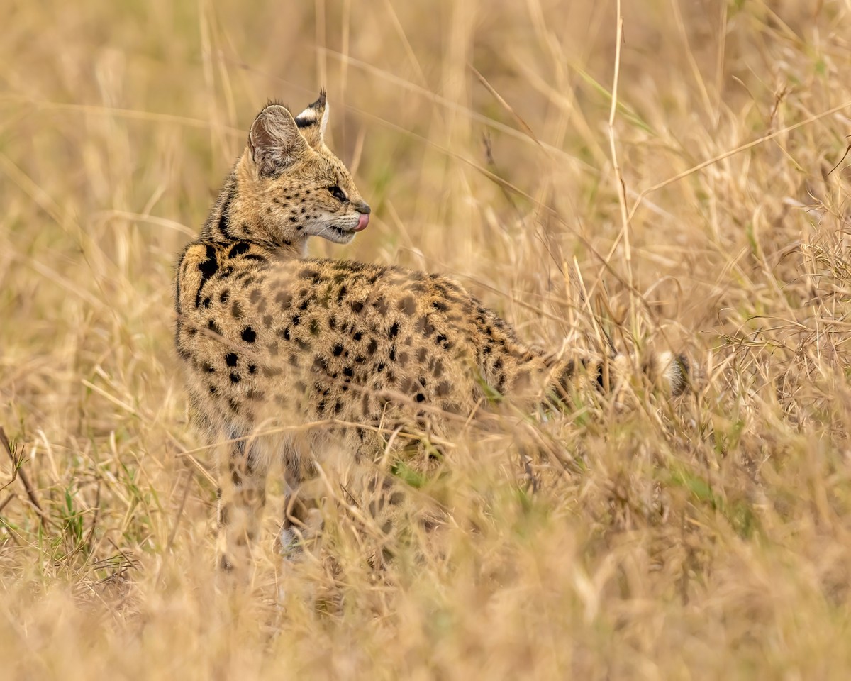 2J7A1241 - Serval wild cat.jpg
