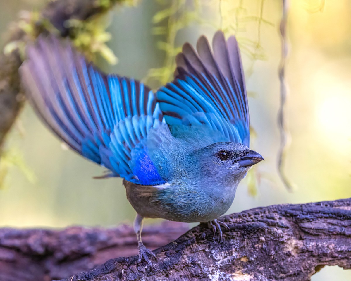 Azure Shouldered Tanager.jpg