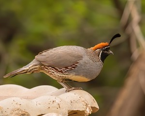 SLR State Park.May2018 (46 of 619)-denoise-denoise-sharpen-sharpen.jpg