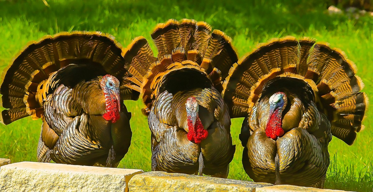 Three Bachelor Wild Turkeys - Copy-denoise-sharpen-sharpen.jpg