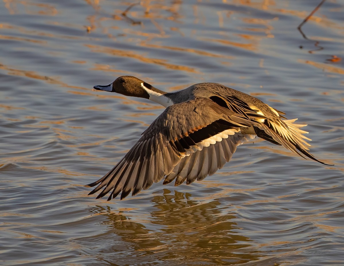 Northern Pintail male - s (2).jpg