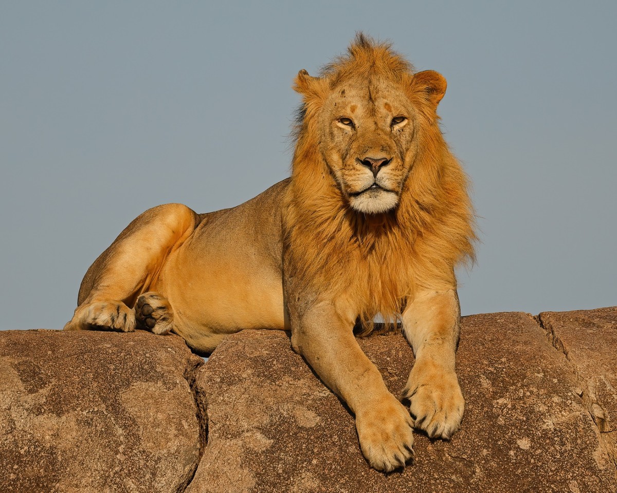 _C0A5572 - King of the Jungle.jpg