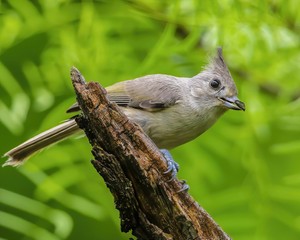20170605-0T0A9036 - Copy-2-denoise-sharpen-sharpen-2.jpg