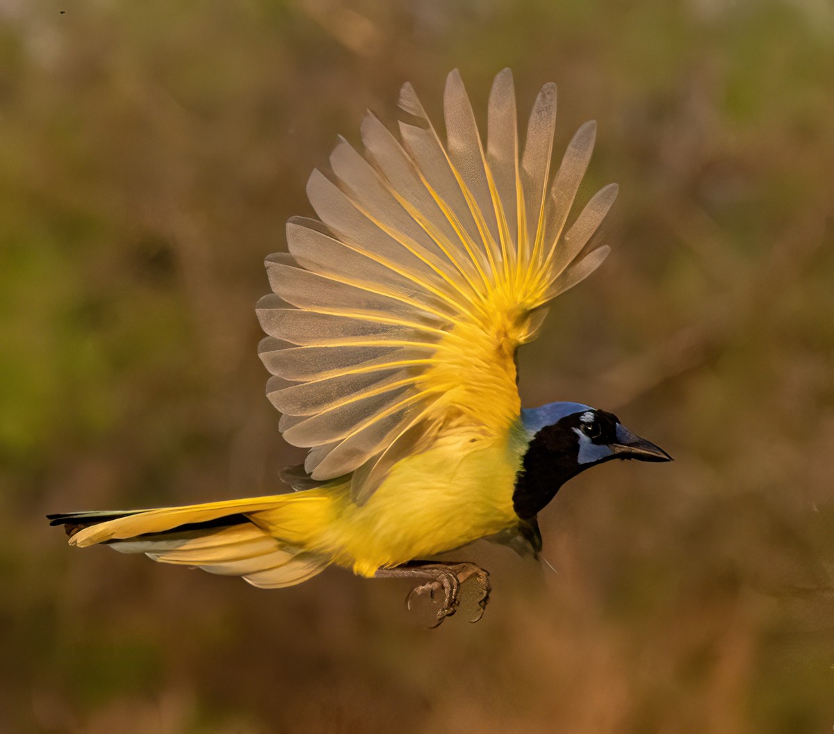 _J7A7593 - Copy (2)-SharpenAI-Focus - Copy.jpg
