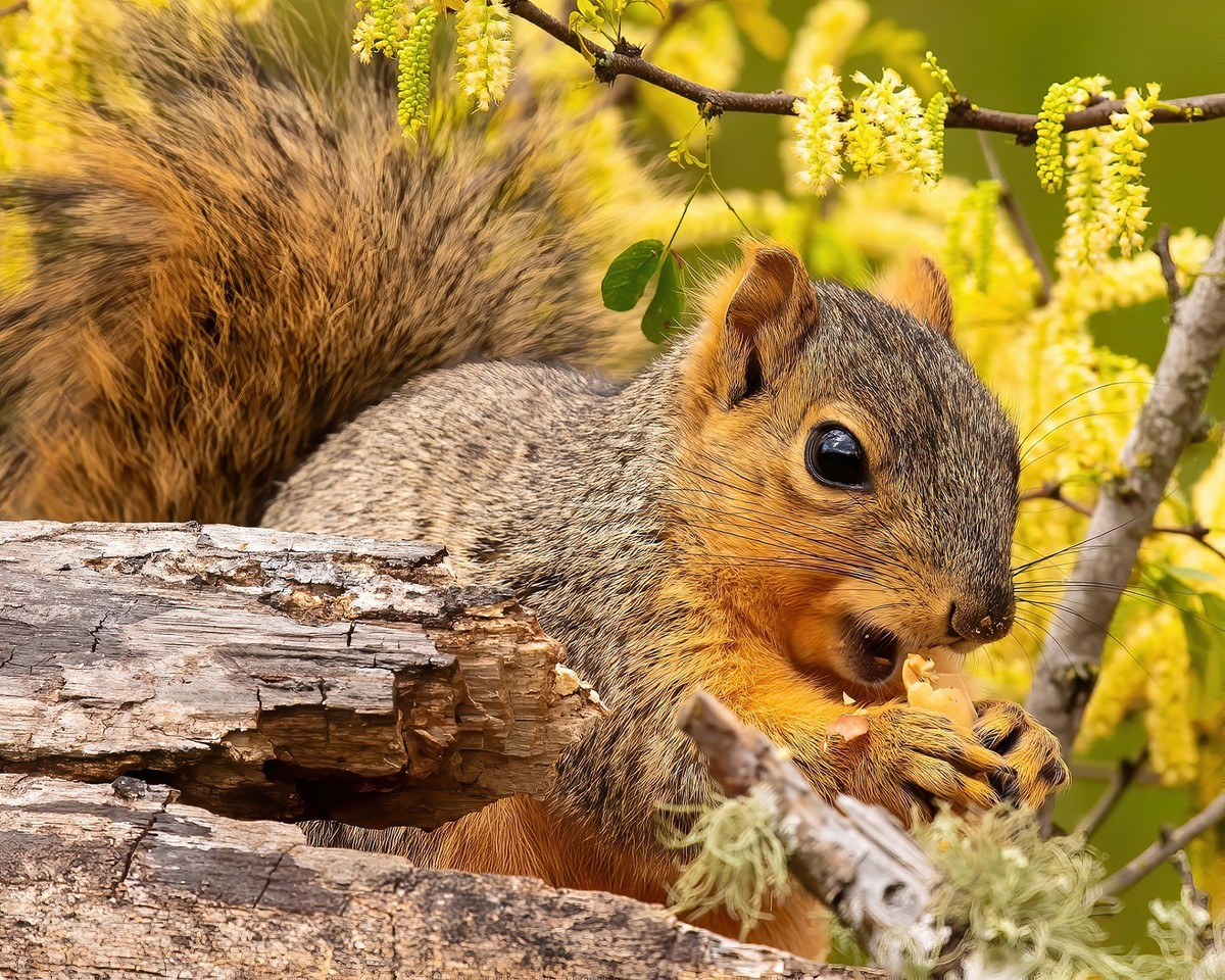 Squirrel enjoying lunch-denoise-sharpen-sharpen.jpg