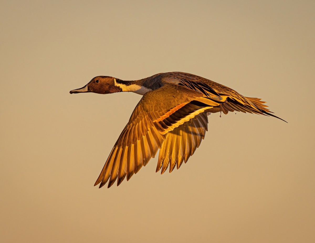 Northern Pintail male - s.jpg