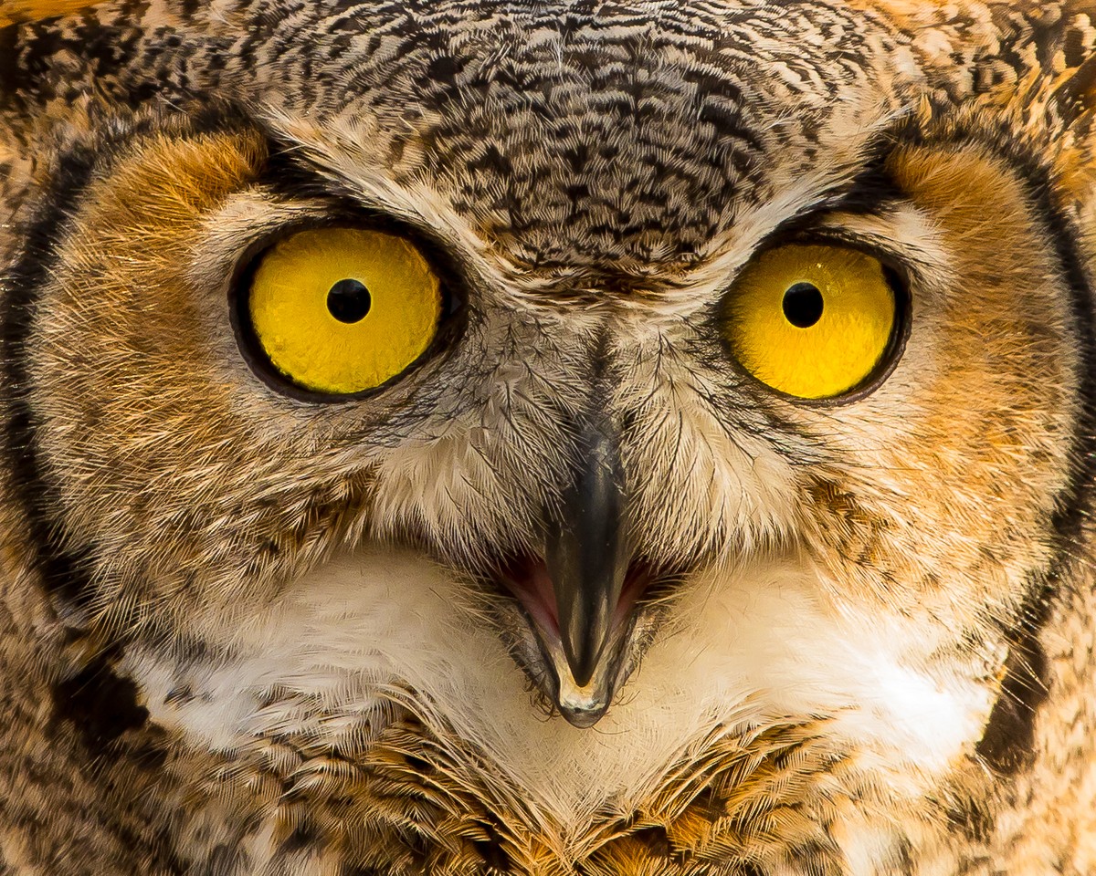 Great Horned Owl.Torget.jpg