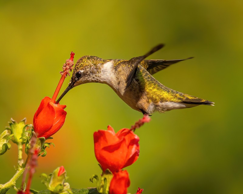 Woodpeckers, Hummingbirds - TexasPhotoman.com