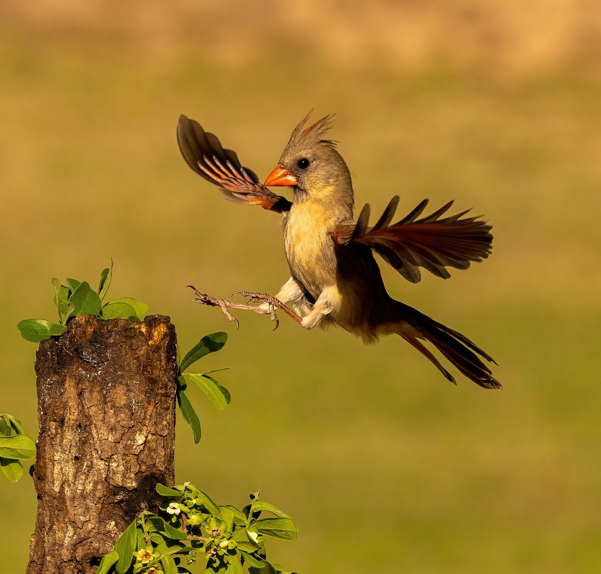 _J7A3639 - Copy-DeNoiseAI-low-light.jpg