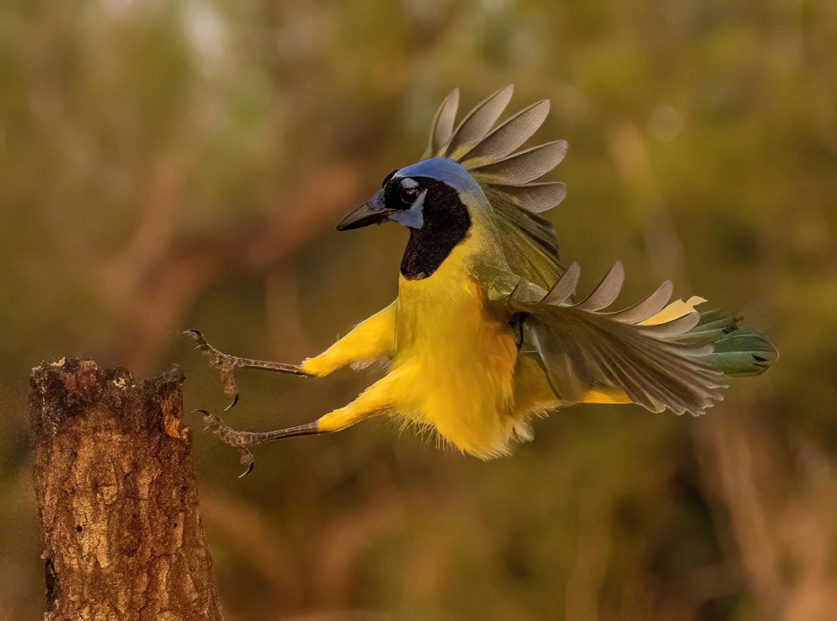 _J7A7343 - Copy (2)-SharpenAI-Focus - Copy.jpg