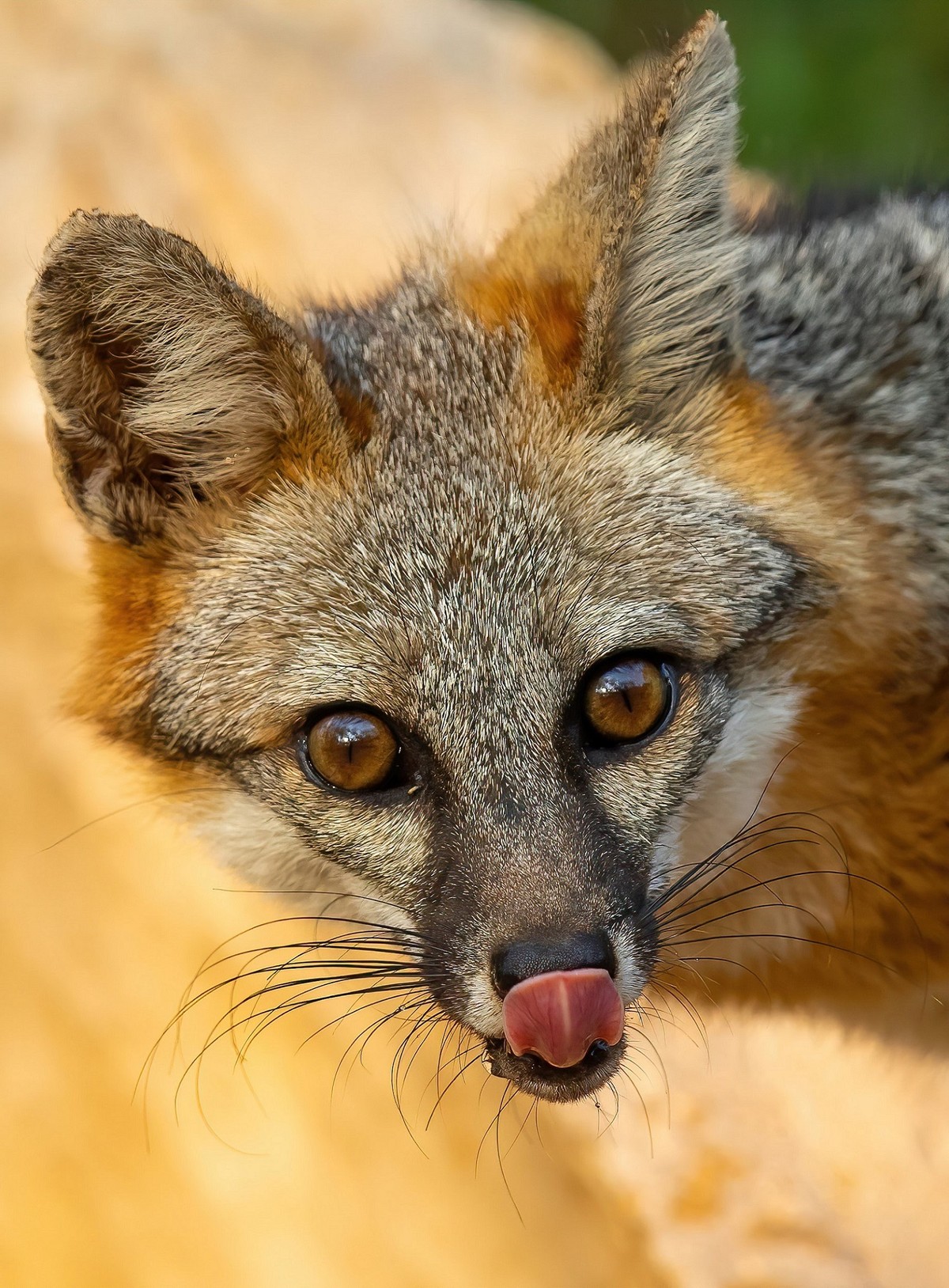 Beautiful Grey Fox Licking Lips - Copy.jpg
