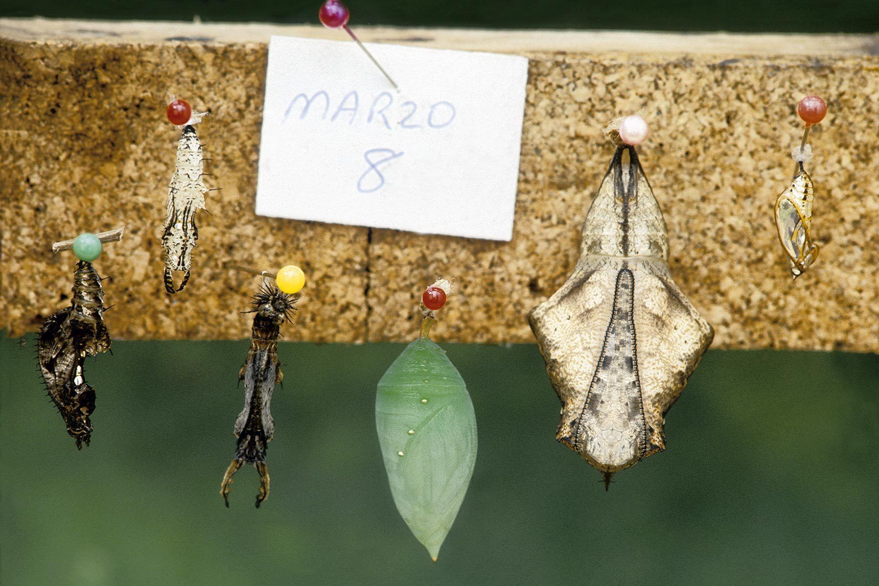 Tropical butterfly and moth pupa