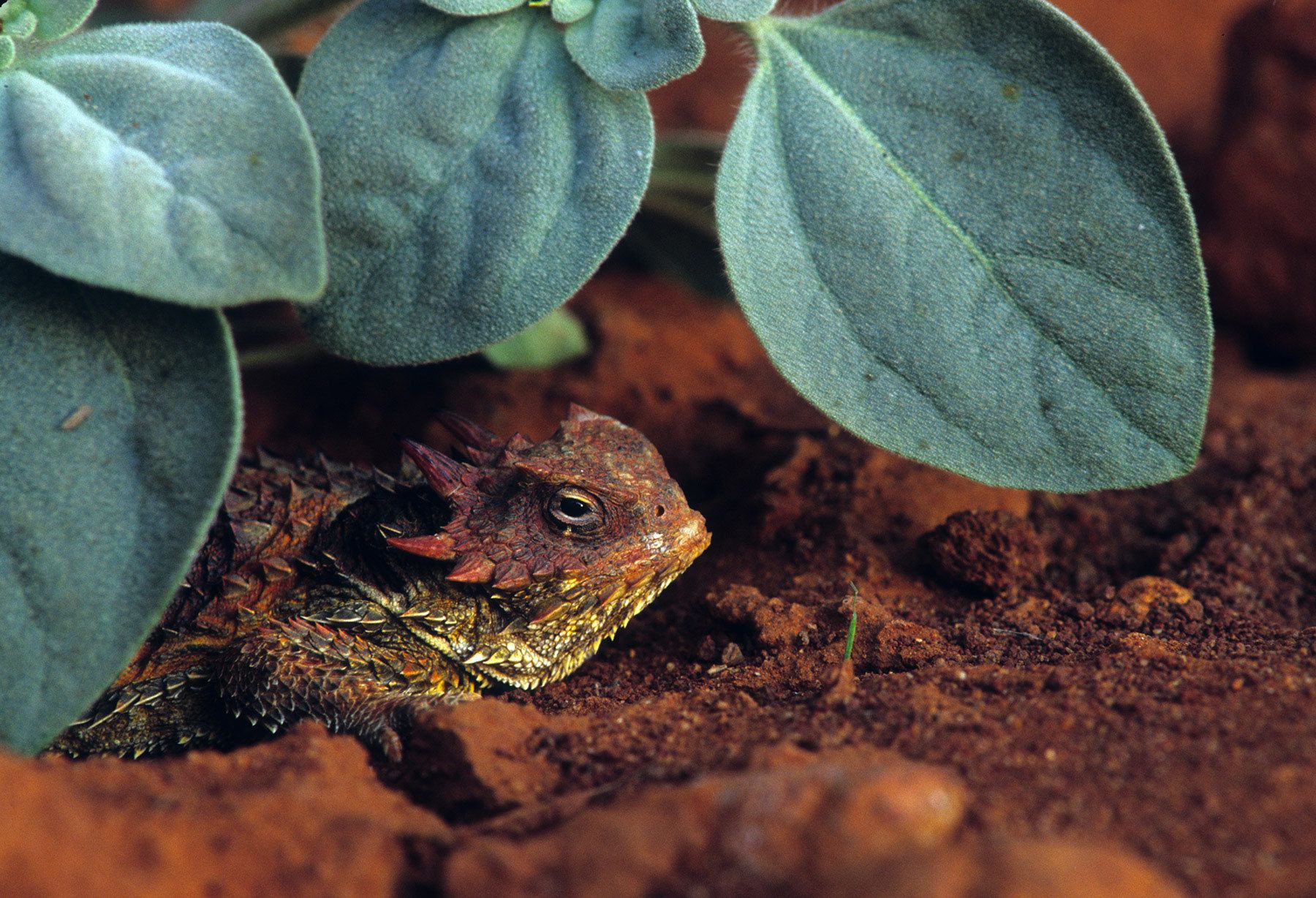 San Diego horned lizard