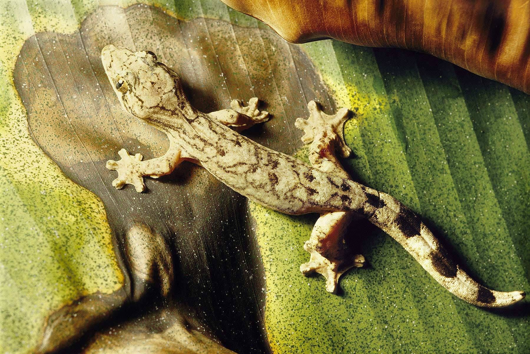 Gecko
