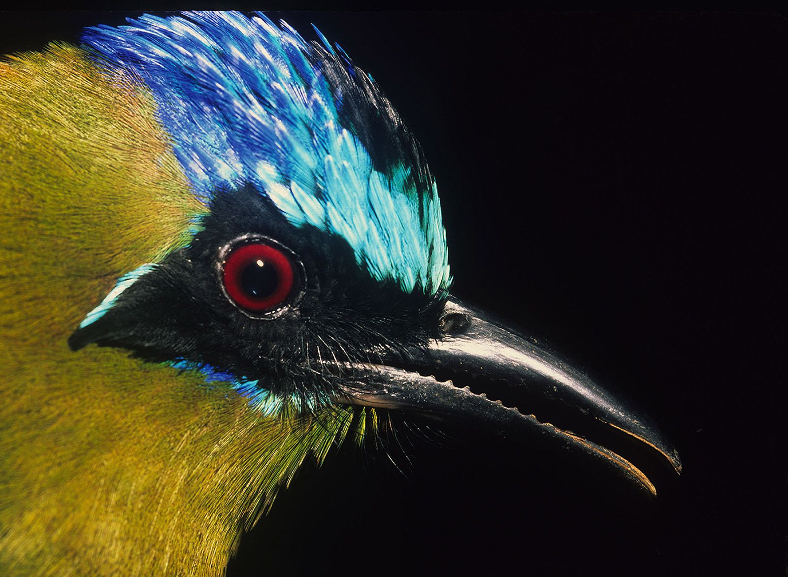 Blue-crowned motmot