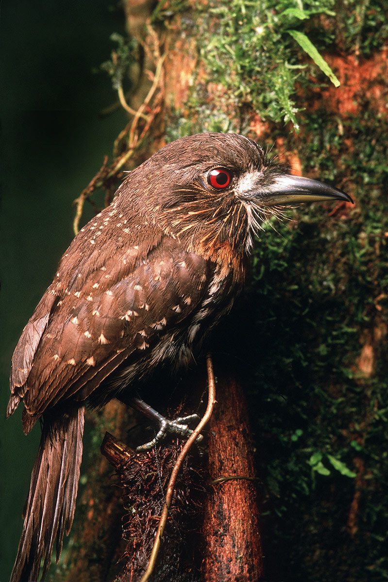 The White-whiskered puffbird