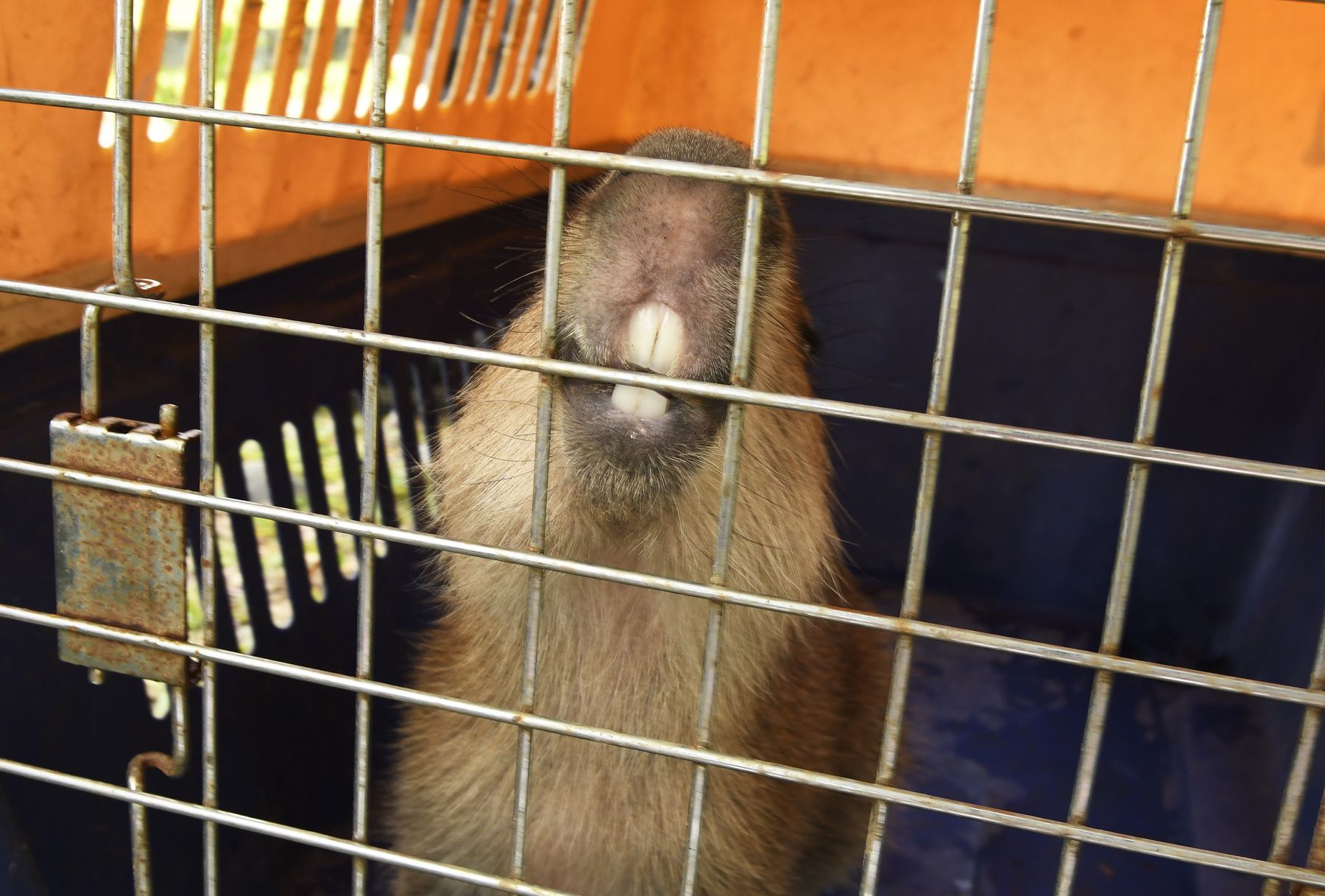 _DSC6118_capybara-bites-cage_2752px.jpg