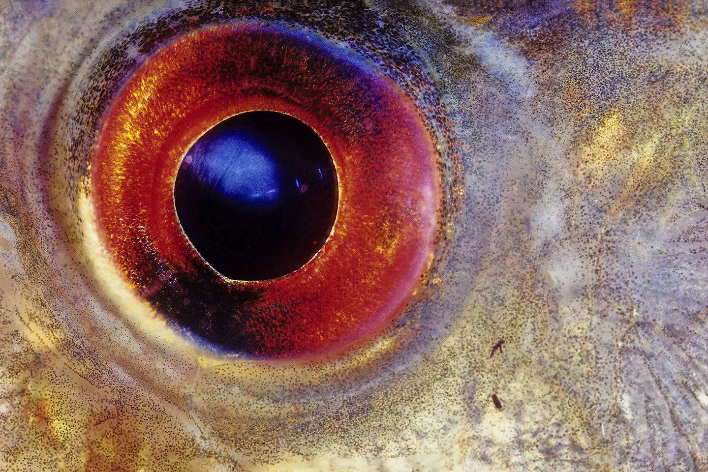 Eye of the Piranha
