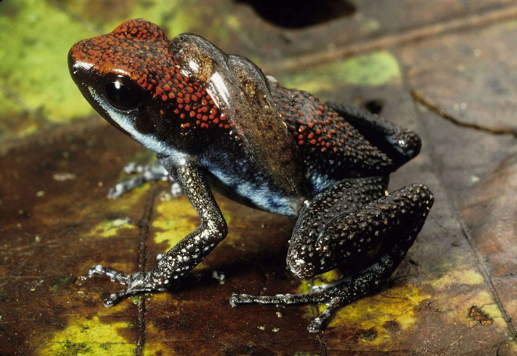 Breeding ecology of the poison dart frogs