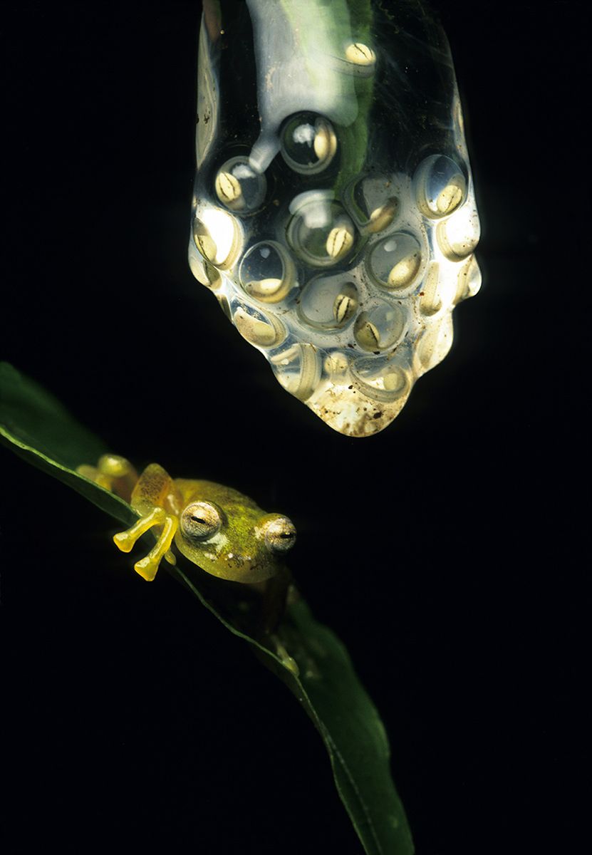 Rainforest treefrog guarding eggs