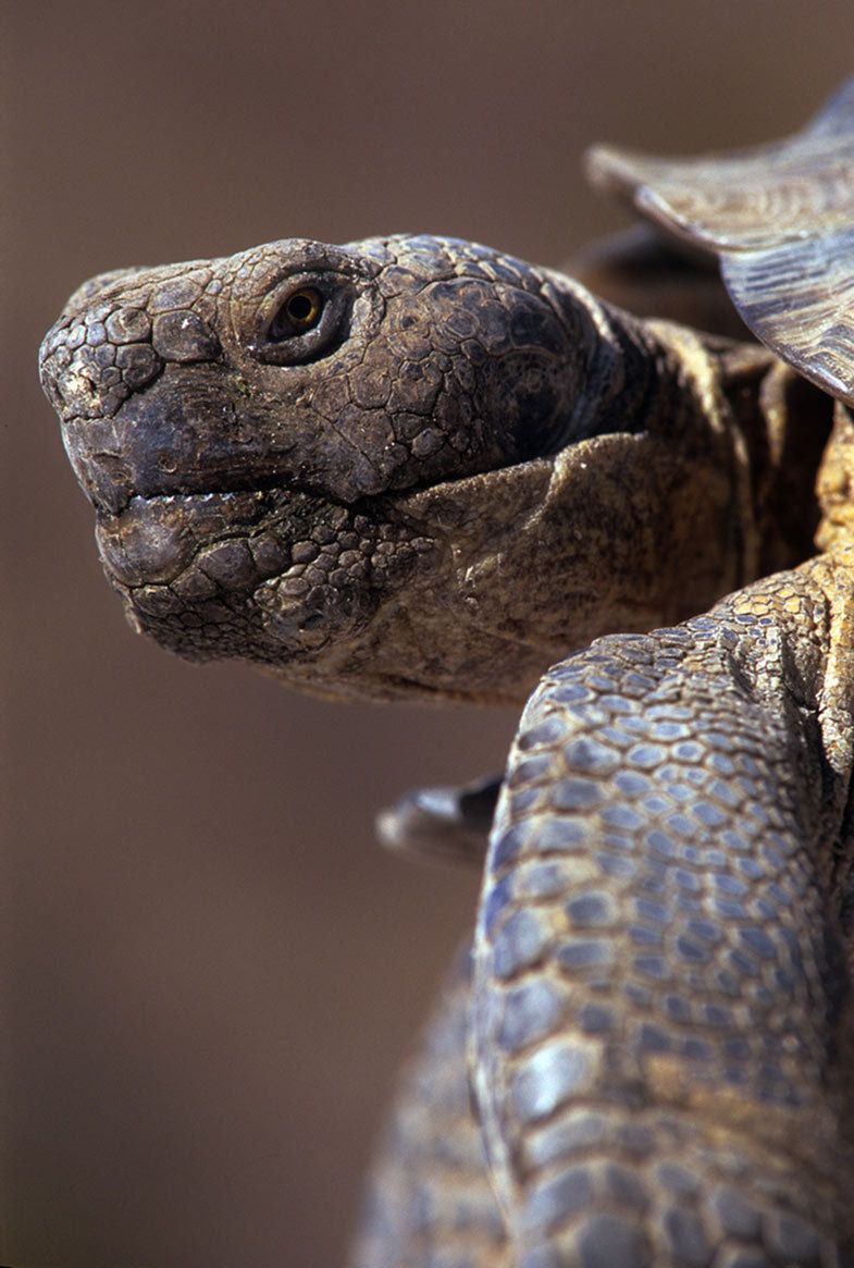 Desert tortoise closeup