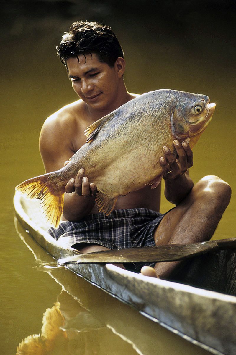 Lowland Quichua fishing, Rio Pañayacu