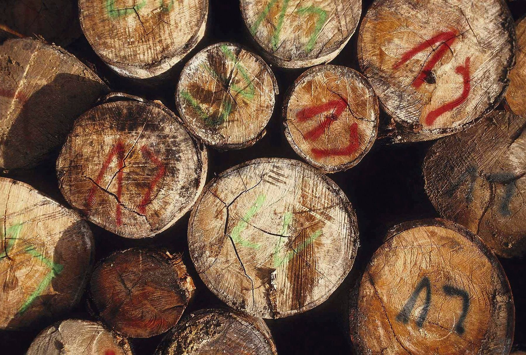 A4881BF_San Lorenzo cut trees labeled.jpg