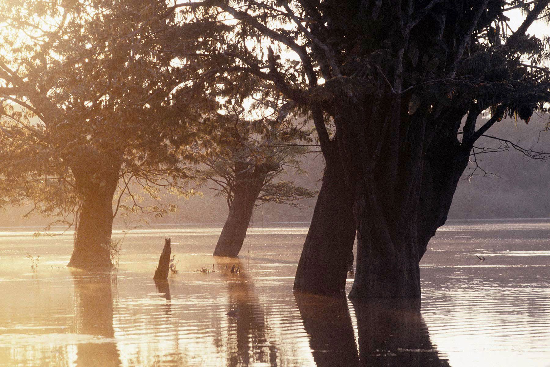 Cuyabeno Wildlife Reserve, Amazon basin, Ecuador