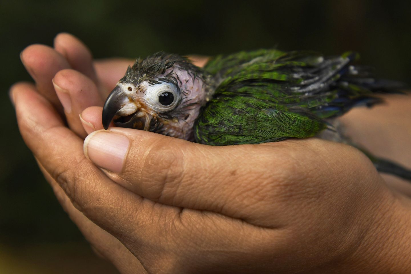 _DSC8008-best-parrot-in-hand.jpg