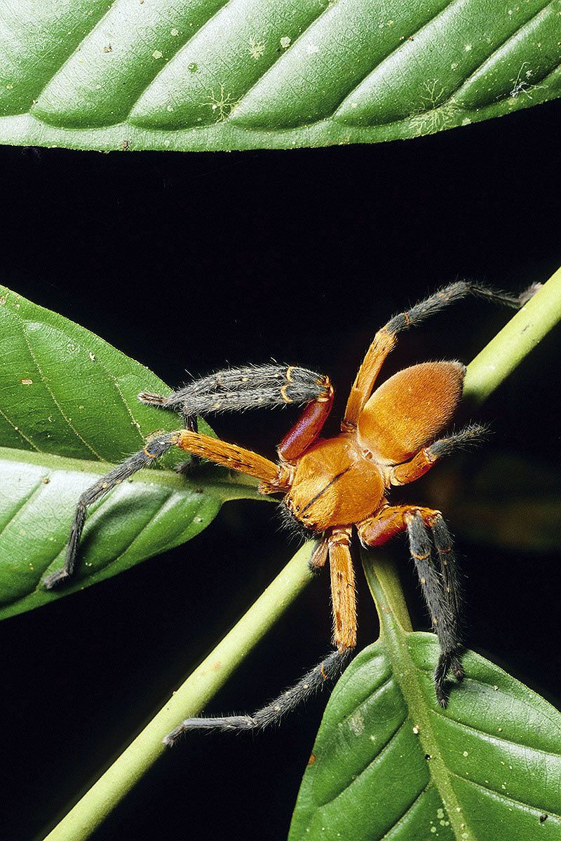 Rainforest predator