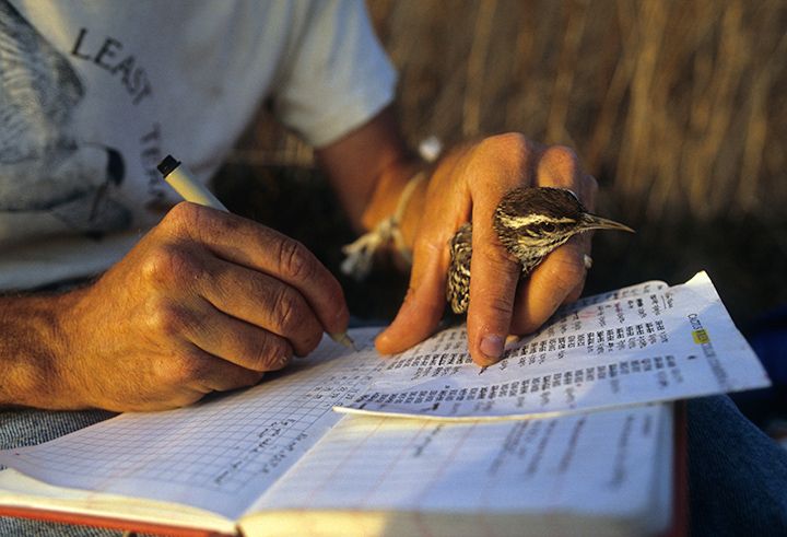 11_A28713_wren-in-hand.jpg