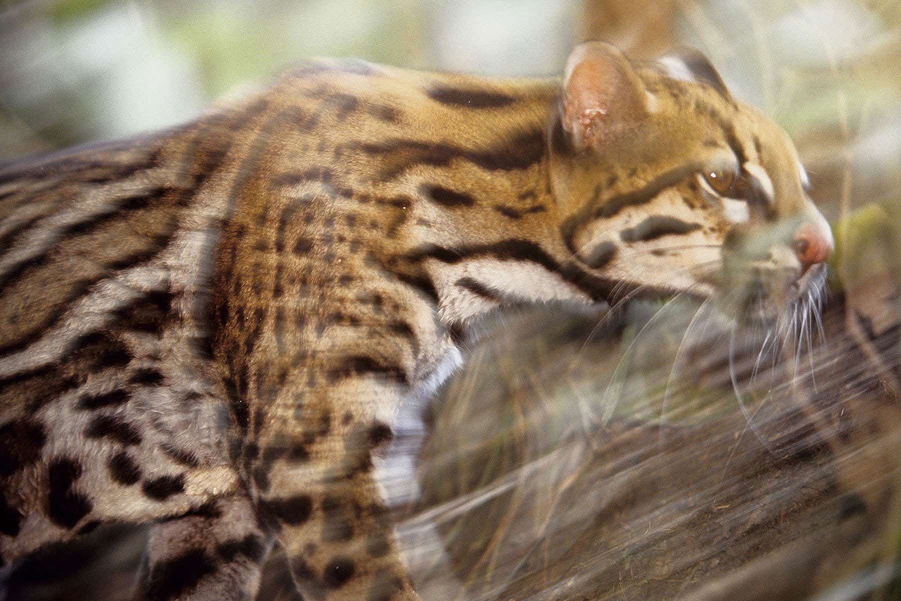 6 cats (Leopardus pardalis) iversatile hunters that will catch fish in streams and climb capture birds.