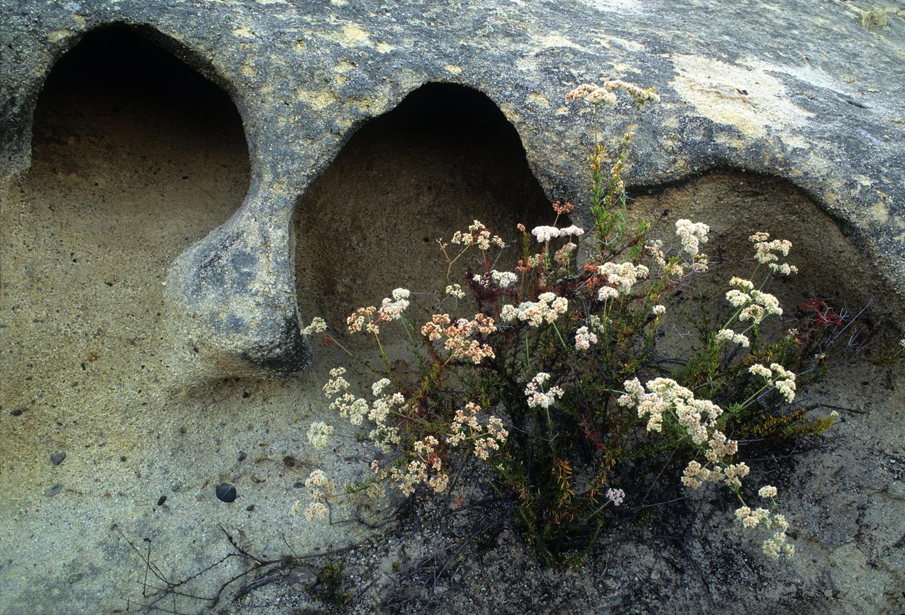 Aliso Woods Regional Wilderness Park