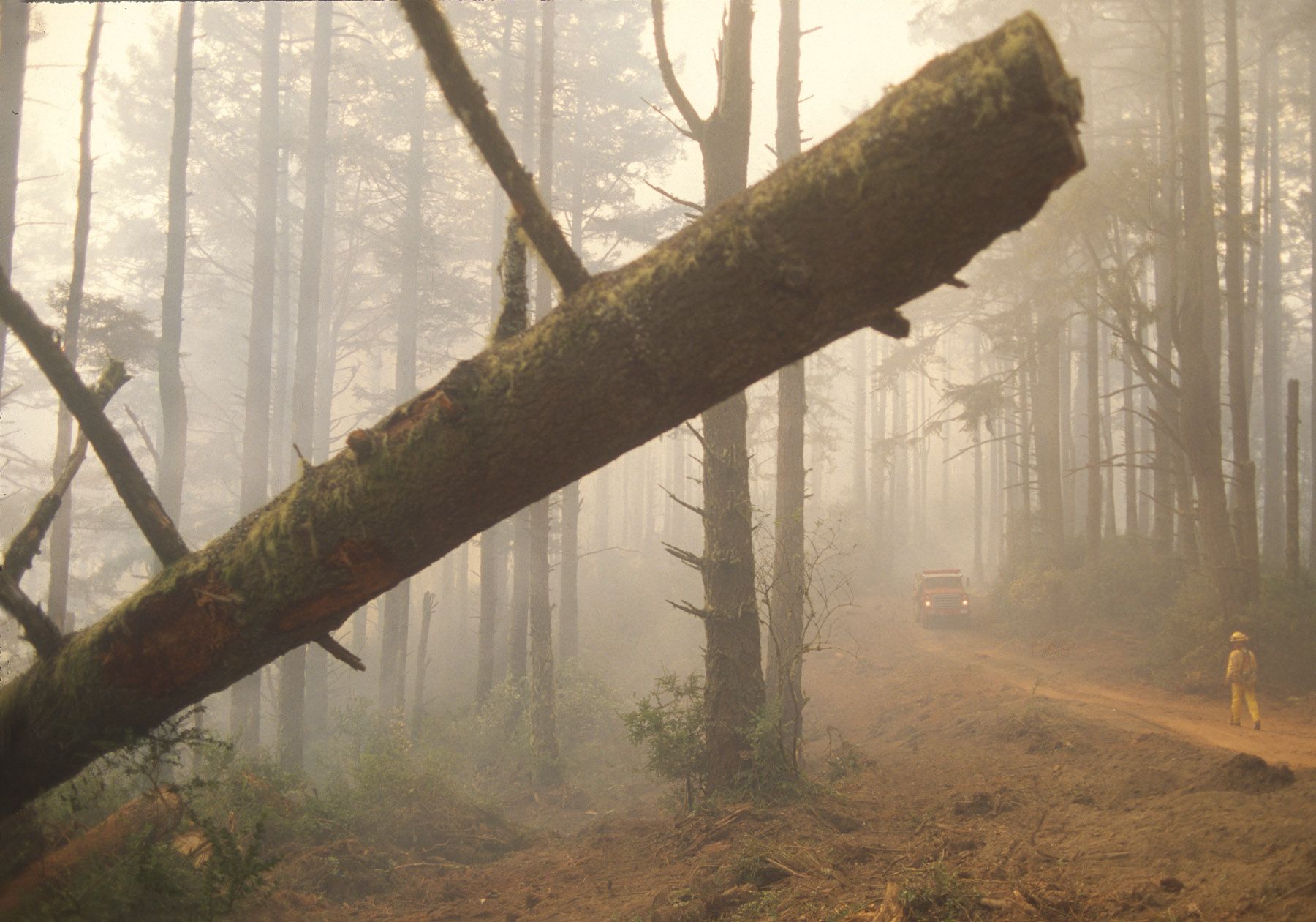 D28418BF_Fallen Douglas fir tree frames CDF firefighter during Vision Fire 1995-.jpg