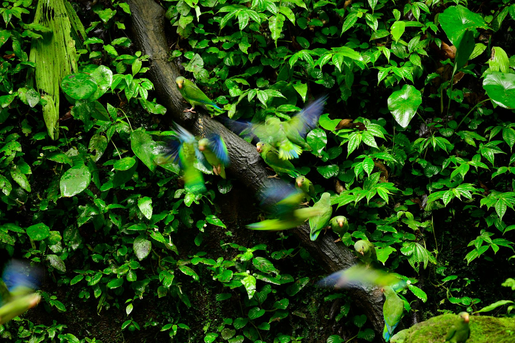 Parakeets descending to clay lick.jpeg