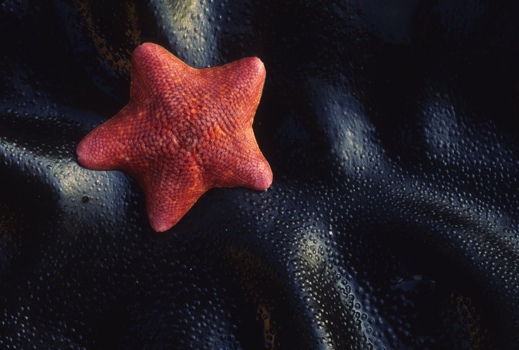 Tidepool and intertidal life