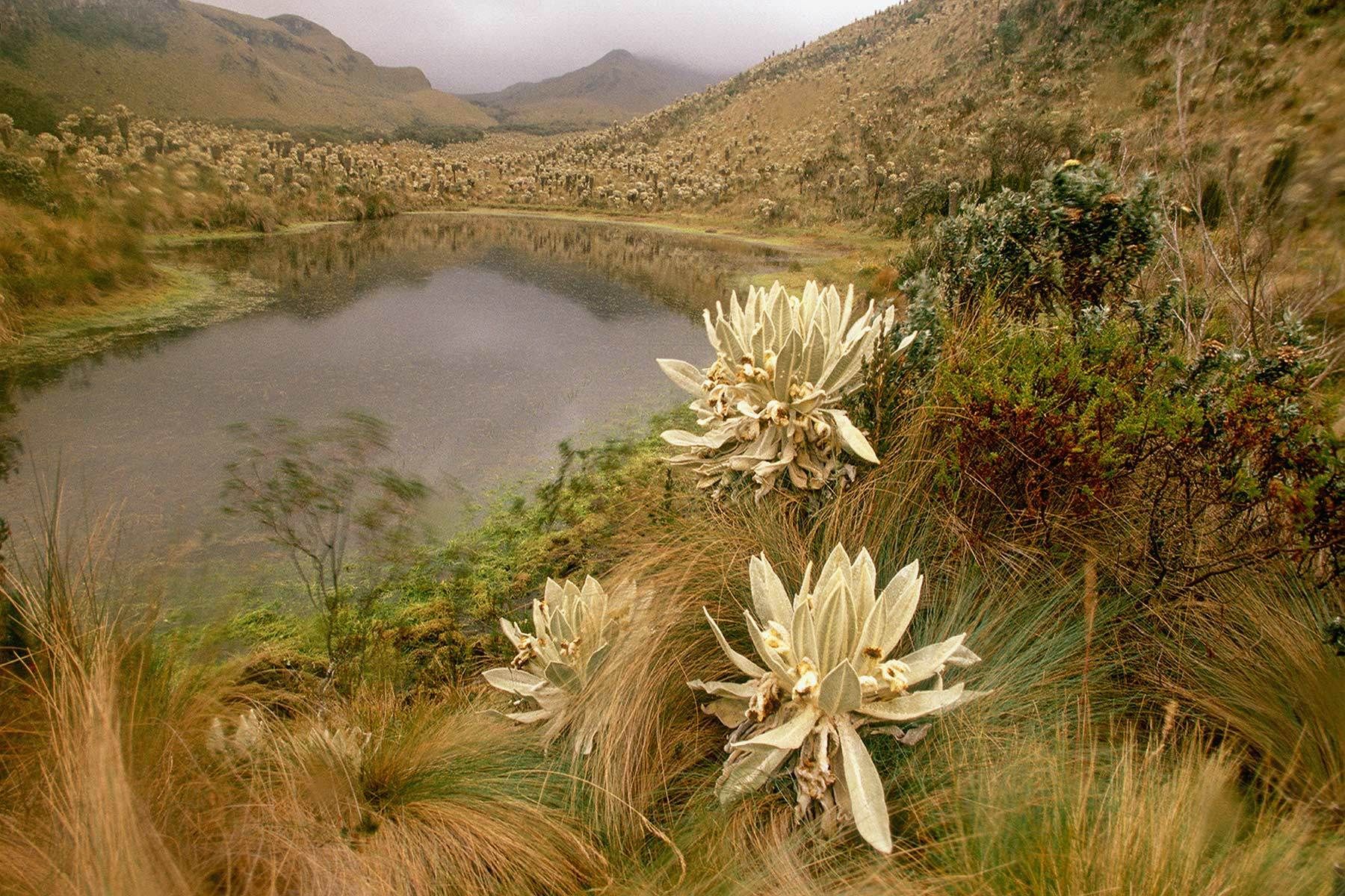 Andean Paramo landscape