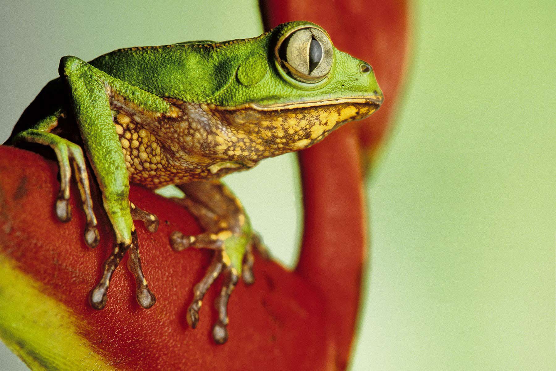 White-lined leaf frog