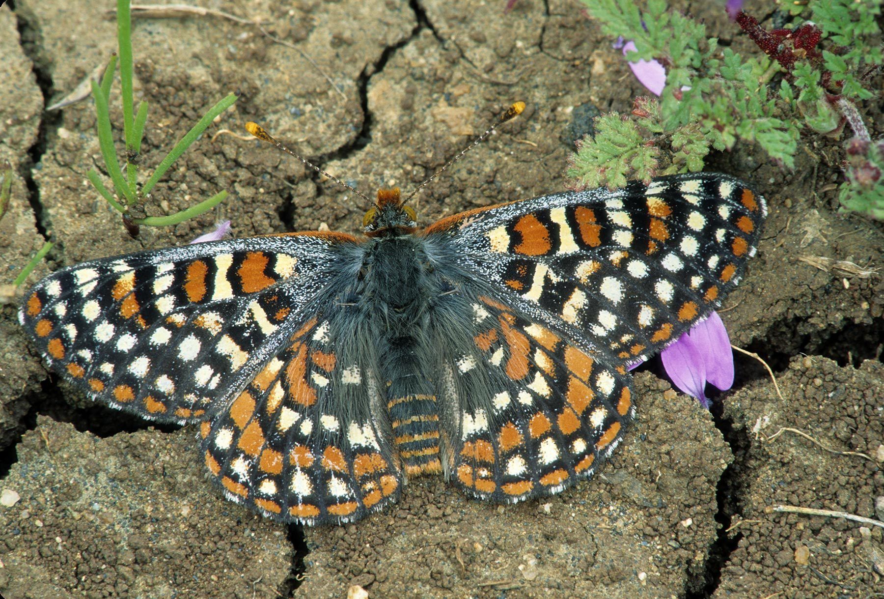 The Endangered Quino Checkerspot butterfly