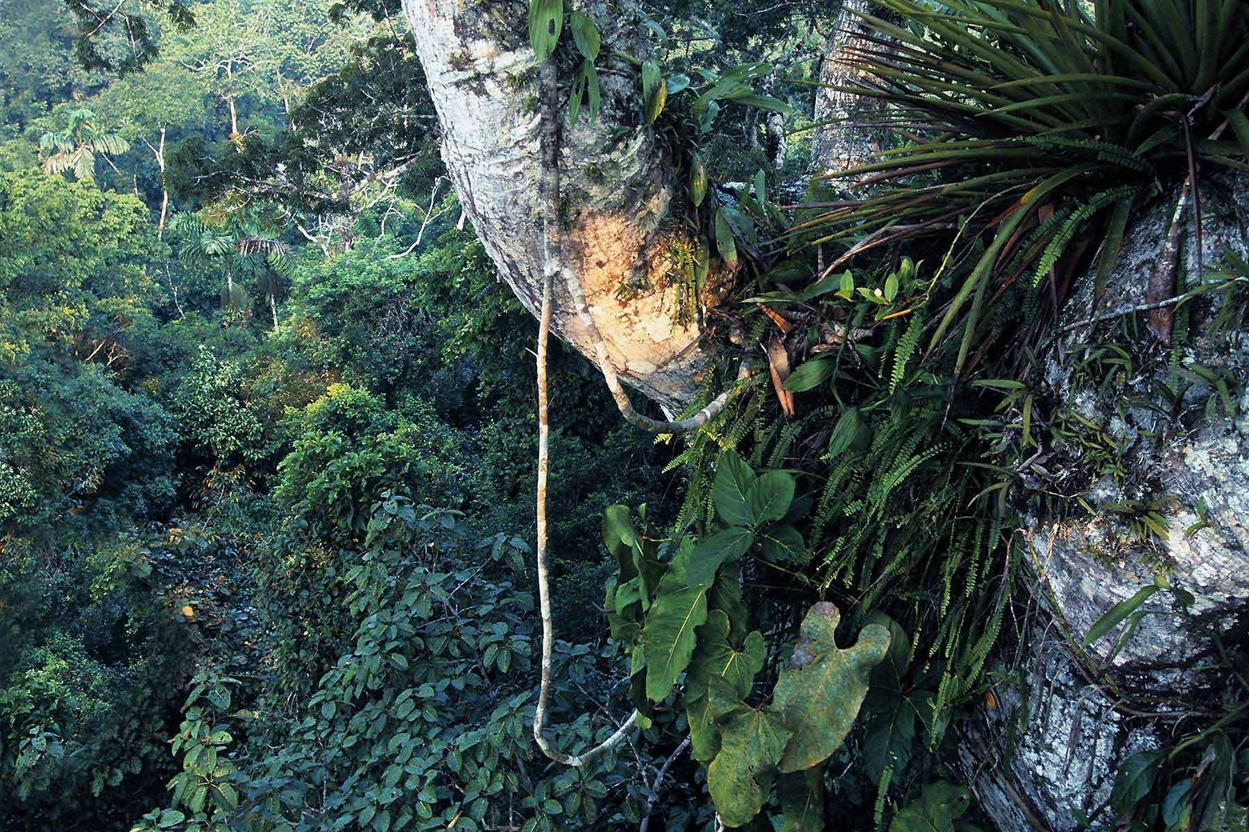 Sky Gardens
