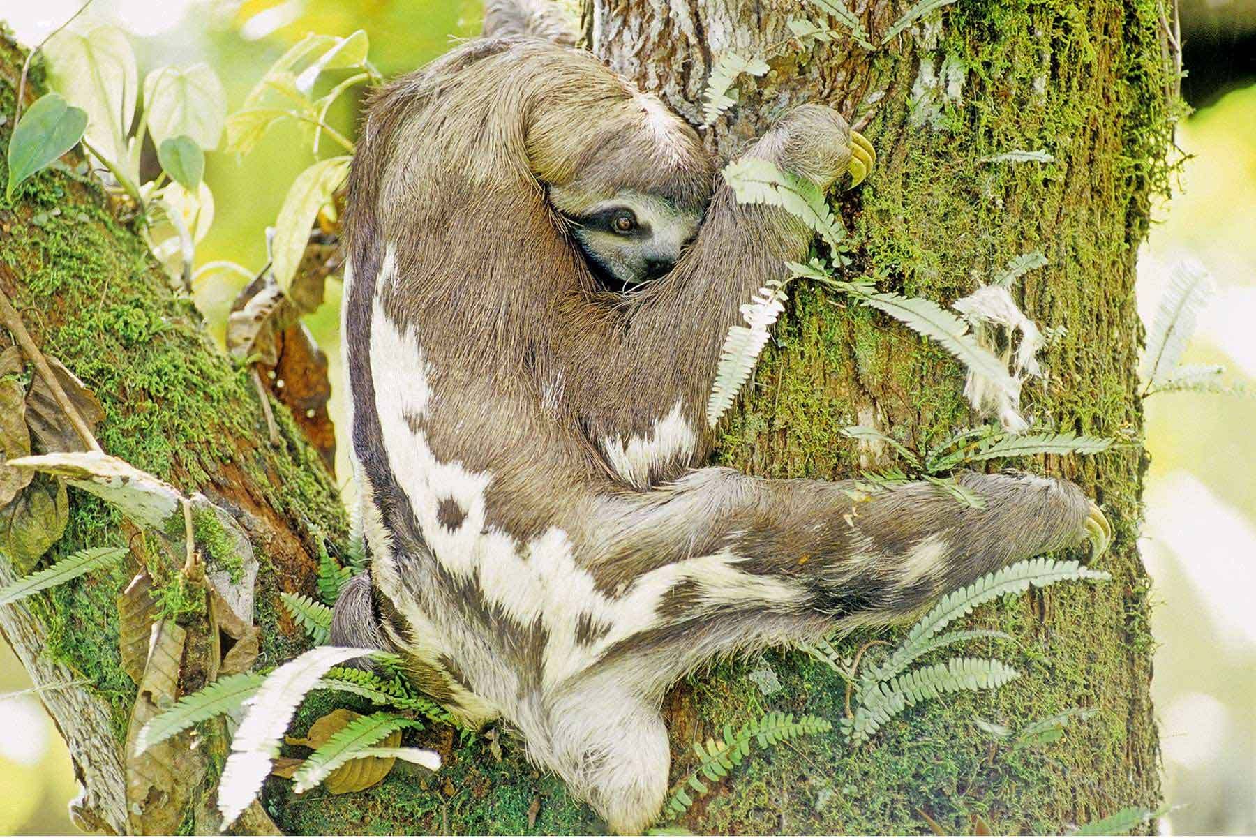 Brown-throated three-toed sloth