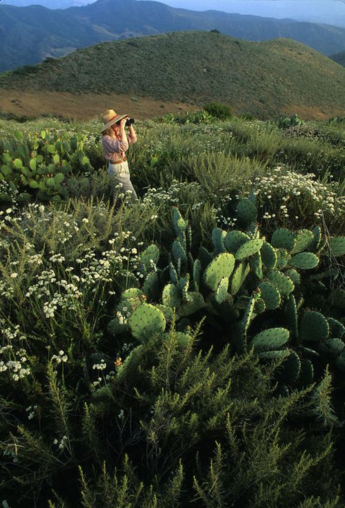 Birdwatching in the pristine coastal sage scrub habitat at the Starr Ranch Sanctuary of the National Audubon Society near Foothill Ranch, Orange county, California. Dominant plants of this plant community include the aromatic California sagebrush (Artemesia california), white-flowering California buckwheat (Eriogonum fasciculatum) and prickly pear cactus (Opuntia littoralis). Passive use of wilderness