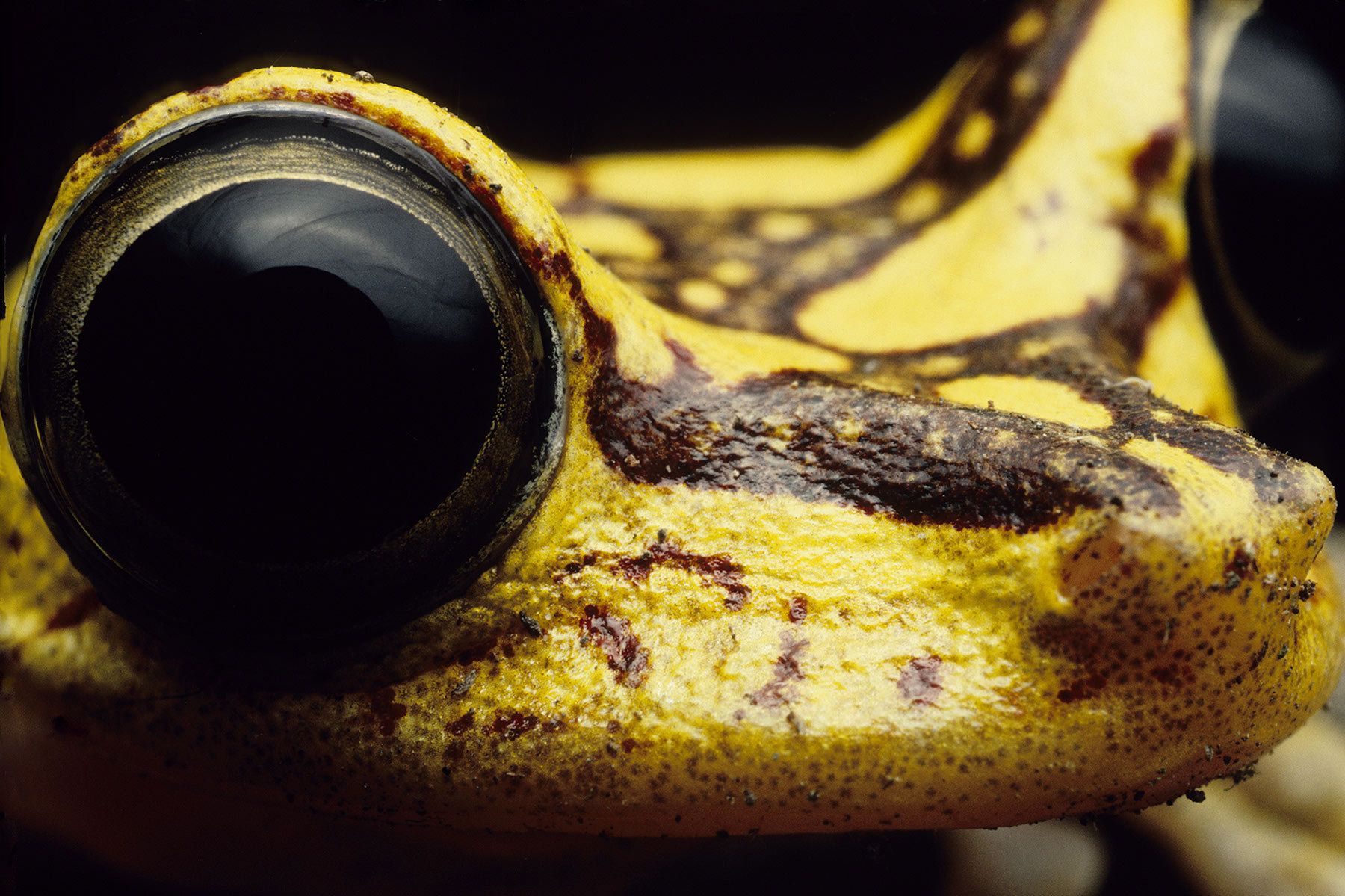 Global loss of amphibians